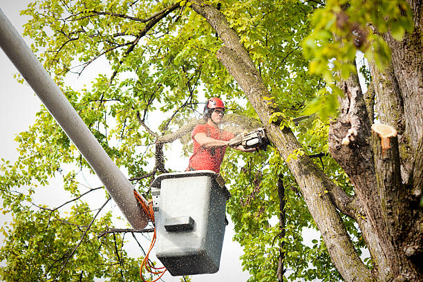 Best Arborist Services Near Me  in Kenton, OH